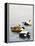 Common Eider-Harro Maass-Framed Premier Image Canvas