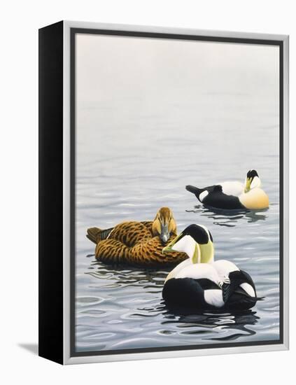 Common Eider-Harro Maass-Framed Premier Image Canvas