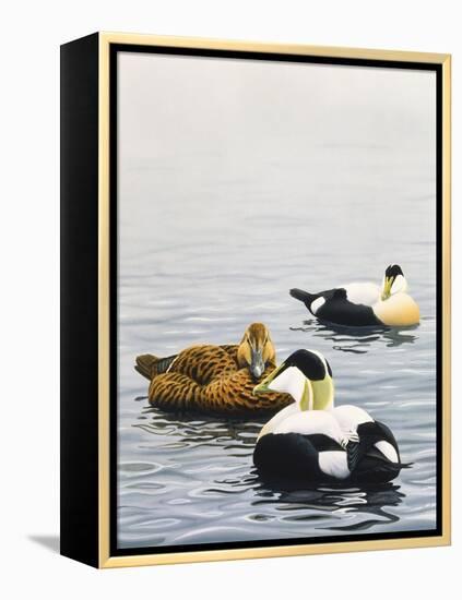 Common Eider-Harro Maass-Framed Premier Image Canvas