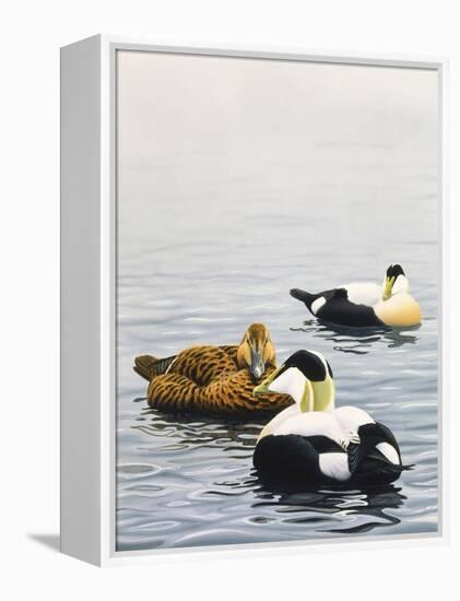 Common Eider-Harro Maass-Framed Premier Image Canvas