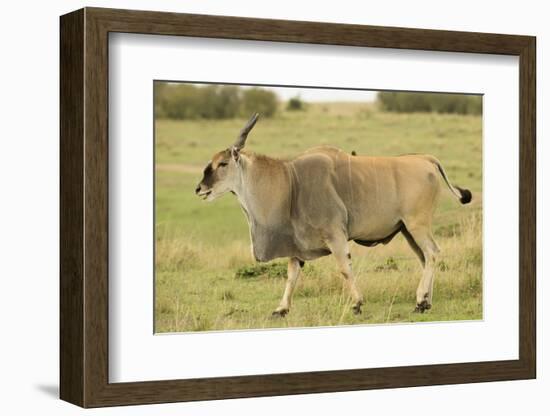 Common Eland Portrait-Joe McDonald-Framed Photographic Print