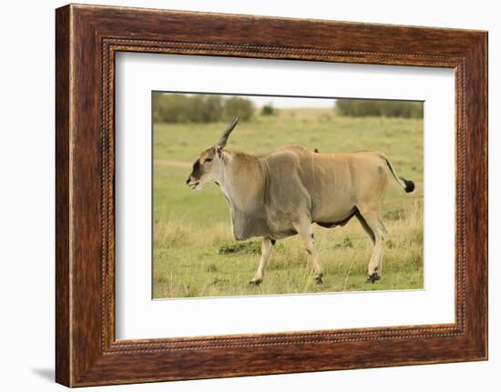 Common Eland Portrait-Joe McDonald-Framed Photographic Print