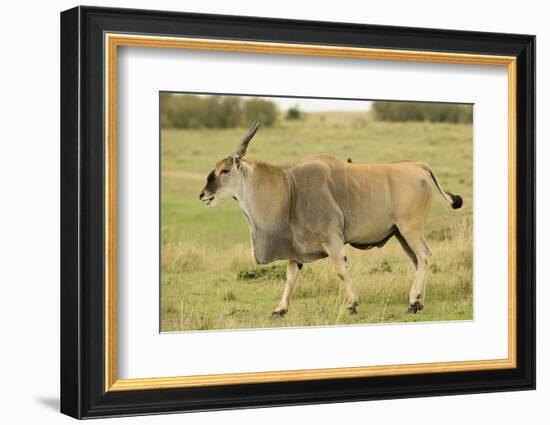 Common Eland Portrait-Joe McDonald-Framed Photographic Print