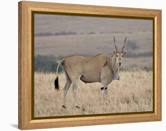 Common Eland with Red-Billed Oxpecker, Masai Mara National Reserve, Kenya, Africa-James Hager-Framed Premier Image Canvas
