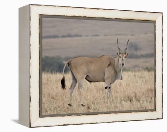 Common Eland with Red-Billed Oxpecker, Masai Mara National Reserve, Kenya, Africa-James Hager-Framed Premier Image Canvas