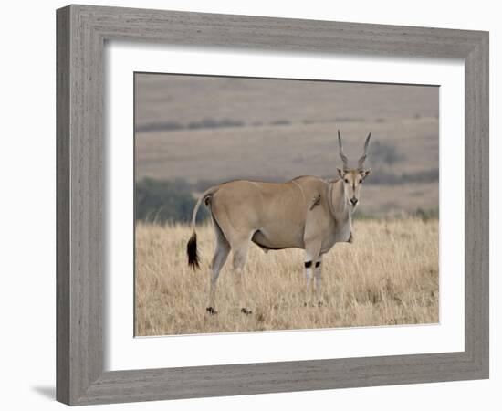 Common Eland with Red-Billed Oxpecker, Masai Mara National Reserve, Kenya, Africa-James Hager-Framed Photographic Print