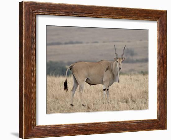 Common Eland with Red-Billed Oxpecker, Masai Mara National Reserve, Kenya, Africa-James Hager-Framed Photographic Print