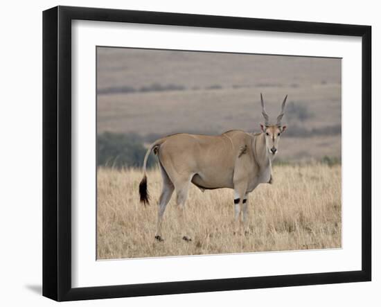 Common Eland with Red-Billed Oxpecker, Masai Mara National Reserve, Kenya, Africa-James Hager-Framed Photographic Print