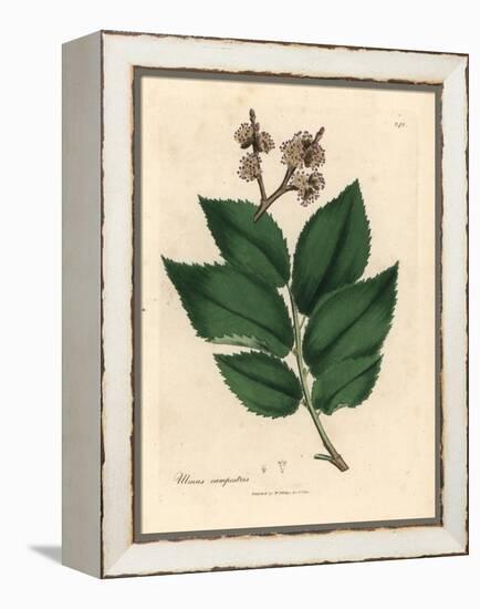 Common Elm Tree, Ulmus Campestris-James Sowerby-Framed Premier Image Canvas