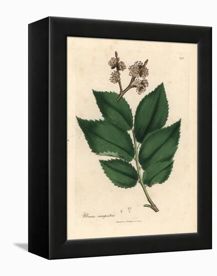 Common Elm Tree, Ulmus Campestris-James Sowerby-Framed Premier Image Canvas