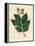 Common Elm Tree, Ulmus Campestris-James Sowerby-Framed Premier Image Canvas