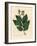 Common Elm Tree, Ulmus Campestris-James Sowerby-Framed Giclee Print