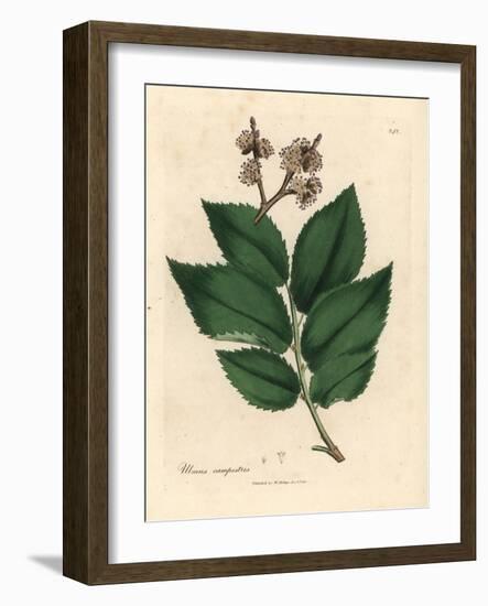 Common Elm Tree, Ulmus Campestris-James Sowerby-Framed Giclee Print