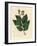 Common Elm Tree, Ulmus Campestris-James Sowerby-Framed Giclee Print