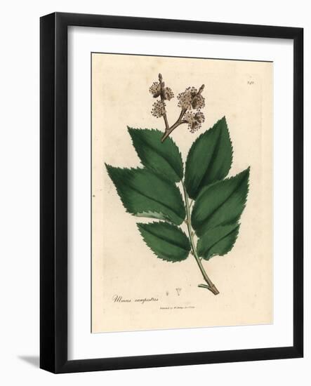 Common Elm Tree, Ulmus Campestris-James Sowerby-Framed Giclee Print