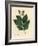 Common Elm Tree, Ulmus Campestris-James Sowerby-Framed Giclee Print