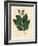 Common Elm Tree, Ulmus Campestris-James Sowerby-Framed Giclee Print