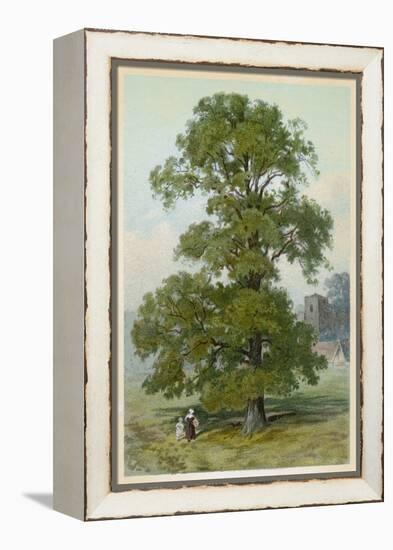 Common Elm-null-Framed Stretched Canvas