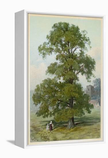 Common Elm-null-Framed Stretched Canvas