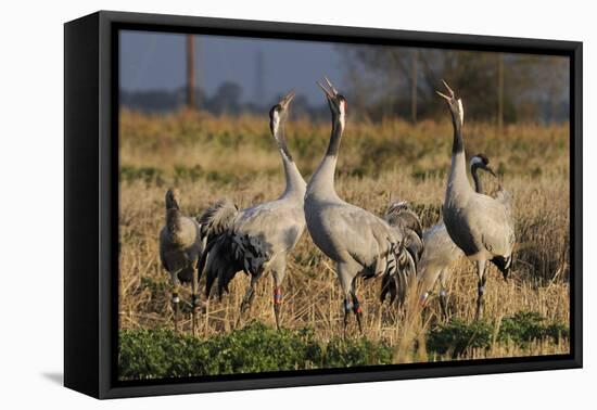 Common - Eurasian Cranes (Grus Grus) Juveniles Calling in Barley Stubble Field at Dawn,Somerset, UK-Nick Upton-Framed Premier Image Canvas