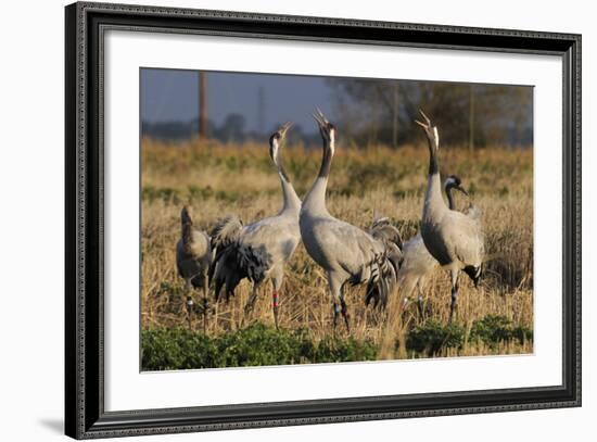 Common - Eurasian Cranes (Grus Grus) Juveniles Calling in Barley Stubble Field at Dawn,Somerset, UK-Nick Upton-Framed Photographic Print