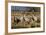 Common - Eurasian Cranes (Grus Grus) Juveniles Calling in Barley Stubble Field at Dawn,Somerset, UK-Nick Upton-Framed Photographic Print