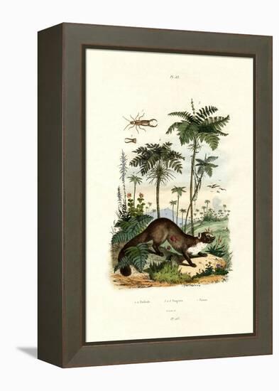 Common European Earwig, 1833-39-null-Framed Premier Image Canvas