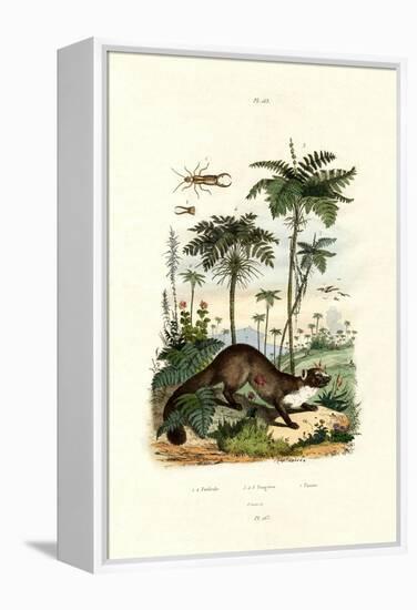 Common European Earwig, 1833-39-null-Framed Premier Image Canvas