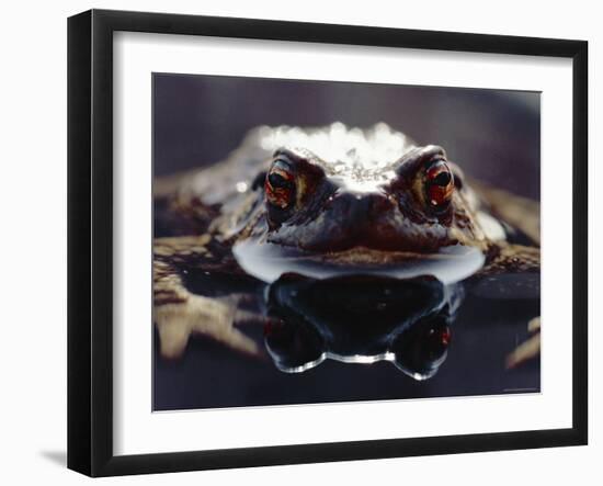 Common European Toad Female Portrait (Bufo Bufo) in Water, England-Chris Packham-Framed Photographic Print