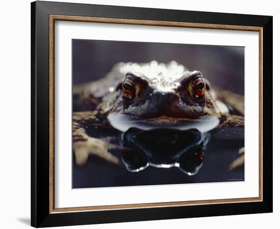 Common European Toad Female Portrait (Bufo Bufo) in Water, England-Chris Packham-Framed Photographic Print