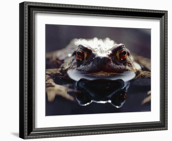 Common European Toad Female Portrait (Bufo Bufo) in Water, England-Chris Packham-Framed Photographic Print