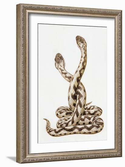 Common European Viper (Vipera Berus), Viperidae, Drawing-null-Framed Giclee Print