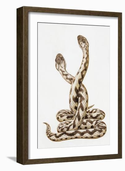 Common European Viper (Vipera Berus), Viperidae, Drawing-null-Framed Giclee Print