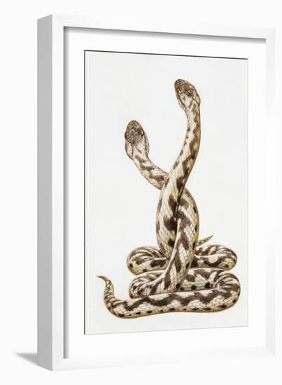 Common European Viper (Vipera Berus), Viperidae, Drawing-null-Framed Giclee Print