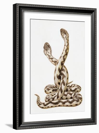 Common European Viper (Vipera Berus), Viperidae, Drawing-null-Framed Giclee Print