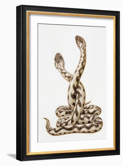 Common European Viper (Vipera Berus), Viperidae, Drawing-null-Framed Giclee Print