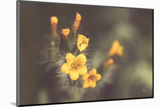 Common Fiddleneck II-Nathan Larson-Mounted Photographic Print