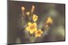 Common Fiddleneck II-Nathan Larson-Mounted Photographic Print