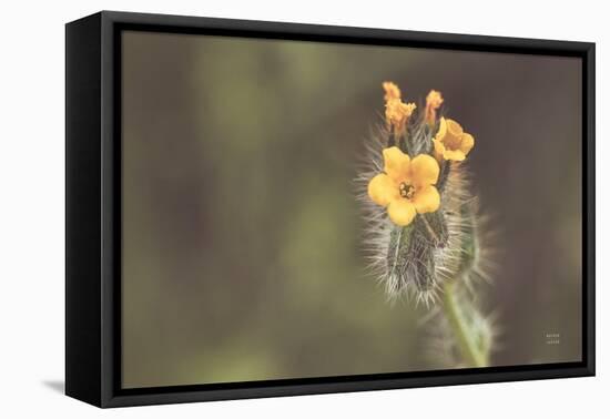 Common Fiddleneck-Nathan Larson-Framed Premier Image Canvas