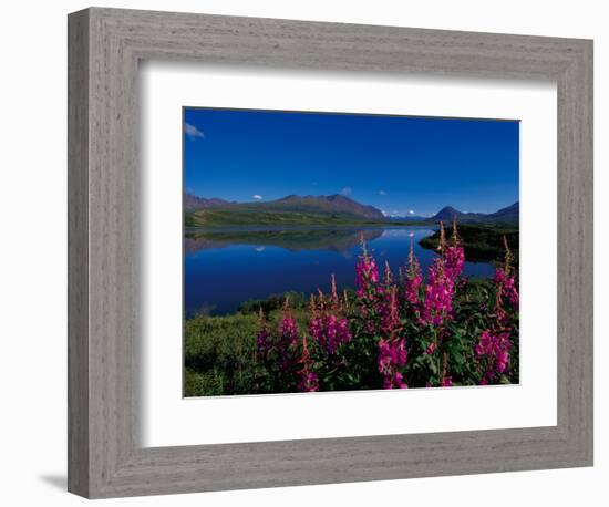 Common Fireweed in the Alaska Range, Alaska, USA-Dee Ann Pederson-Framed Photographic Print