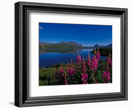 Common Fireweed in the Alaska Range, Alaska, USA-Dee Ann Pederson-Framed Photographic Print