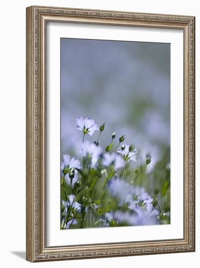 Common Flax (Linum Usitatissimum)-Adrian Bicker-Framed Photographic Print