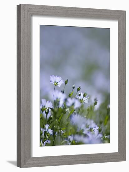 Common Flax (Linum Usitatissimum)-Adrian Bicker-Framed Photographic Print