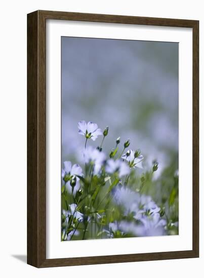 Common Flax (Linum Usitatissimum)-Adrian Bicker-Framed Photographic Print