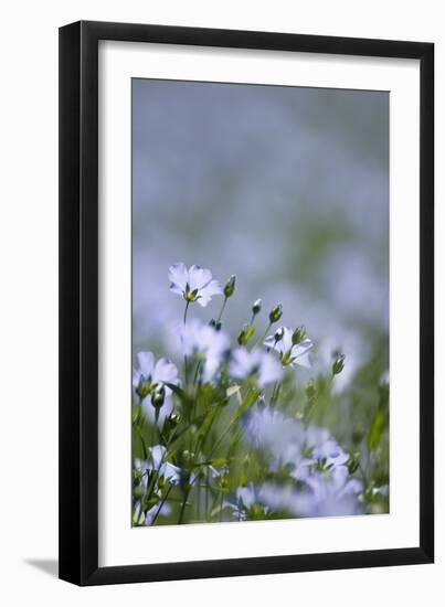 Common Flax (Linum Usitatissimum)-Adrian Bicker-Framed Photographic Print