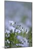 Common Flax (Linum Usitatissimum)-Adrian Bicker-Mounted Photographic Print