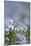 Common Flax (Linum Usitatissimum)-Adrian Bicker-Mounted Photographic Print
