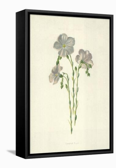 Common Flax-Frederick Edward Hulme-Framed Premier Image Canvas