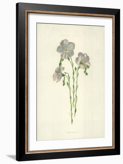 Common Flax-Frederick Edward Hulme-Framed Giclee Print