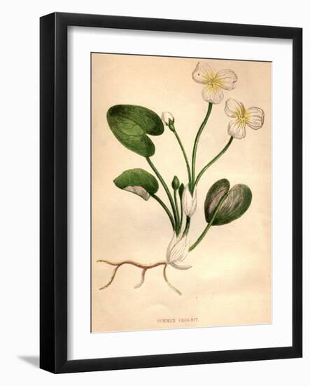 Common Frog-Bit-Hulton Archive-Framed Photographic Print